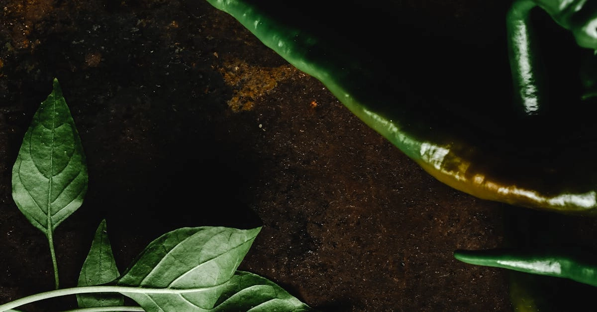 Hot Chilli слот механики для стартап продуктов и gamification стратегий